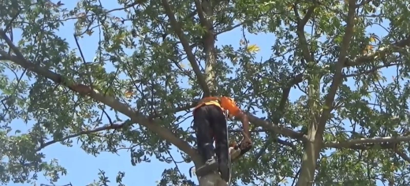 Tree service Madison Wisconsin