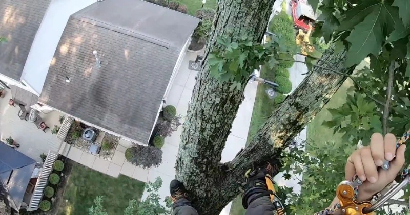 Tree care Madison WI