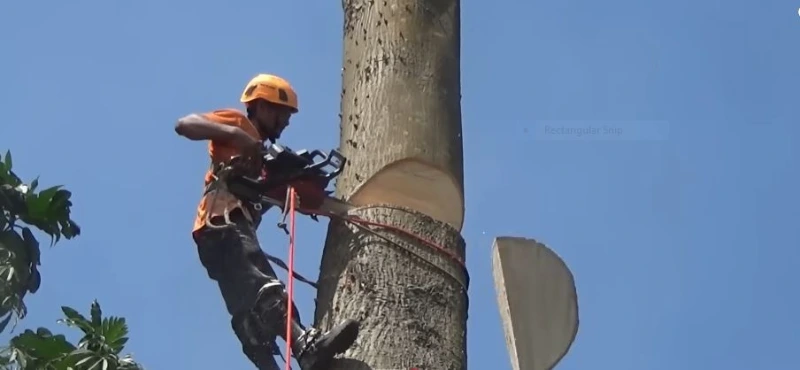 Tree service team Madison WI
