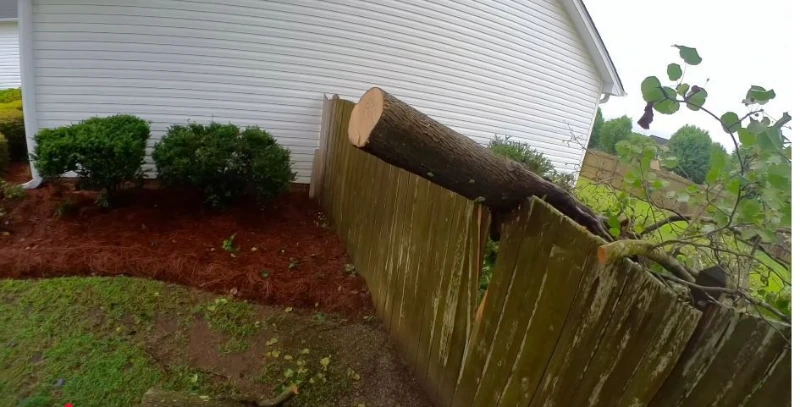 Tree care service Madison Wisconsin