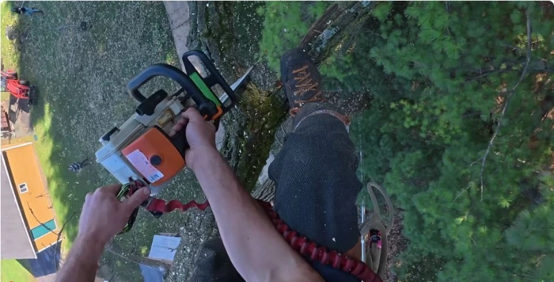 Professional tree service Madison WI