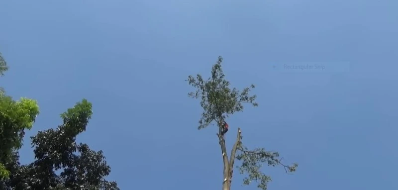 Tree removal Madison WI