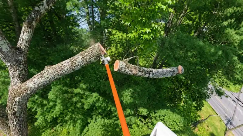 Professional tree trimming service in Madison WI