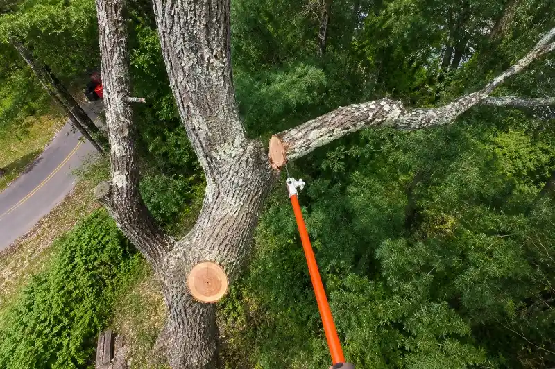 Stump Grinding Madison WI
