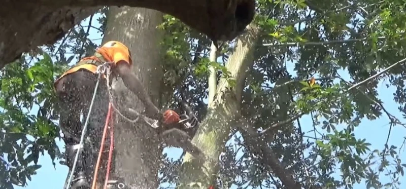 Tree trimming Wisconsin