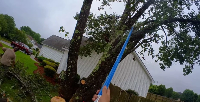 Expert tree trimming in Madison Wisconsin